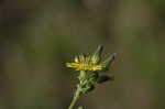 Oriental false hawksbeard